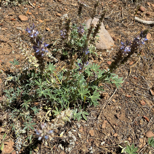 iNaturalist observation photo of Dwarf Lupine