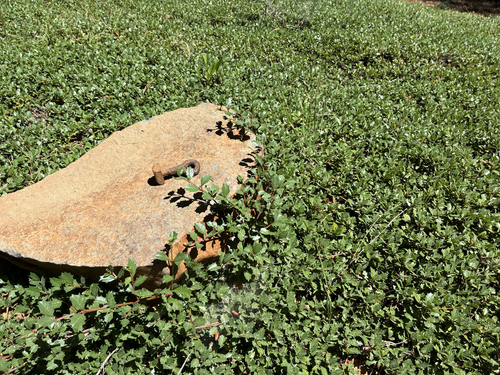iNaturalist observation photo of Mahala mat