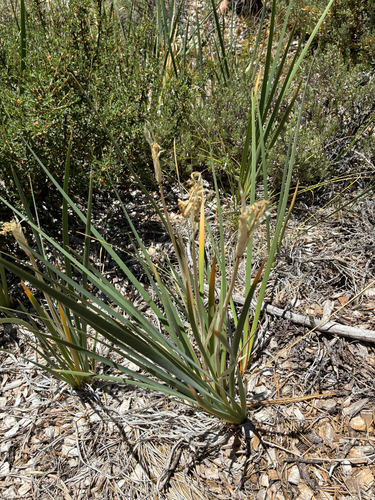 iNaturalist observation photo of western blue flag