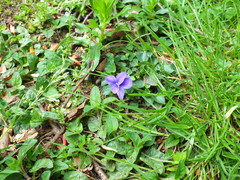 Viola riviniana