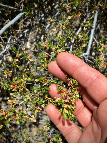 iNaturalist observation photo of Antelope Bitterbrush
