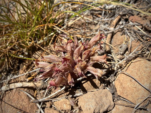 iNaturalist observation photo of Flat-top Broomrape