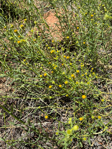 iNaturalist observation photo of western rayless fleabane