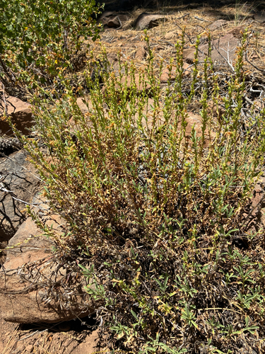 iNaturalist observation photo of Hot Rock Penstemon