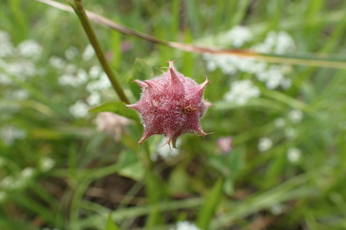 Reversed clover