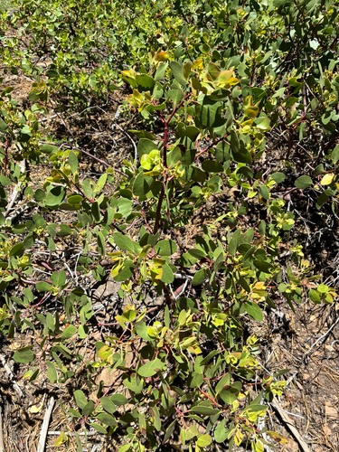 iNaturalist observation photo of greenleaf manzanita