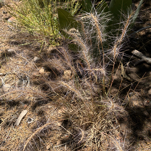 iNaturalist observation photo of Squirreltail