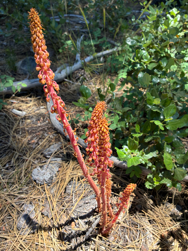 iNaturalist observation photo of woodland pinedrops