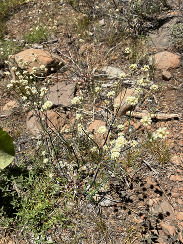 iNaturalist observation photo of Naked Buckwheat