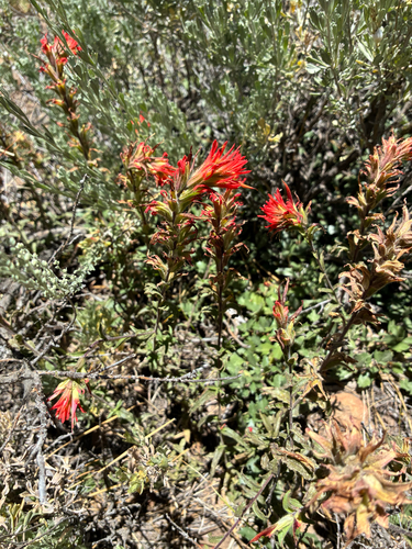 iNaturalist observation photo of wavyleaf paintbrush