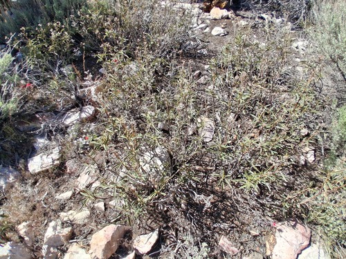 Eriodictyon trichocalyx, photograph 4
