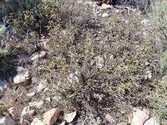 Eriodictyon trichocalyx, photograph author not stated, no rights reserved