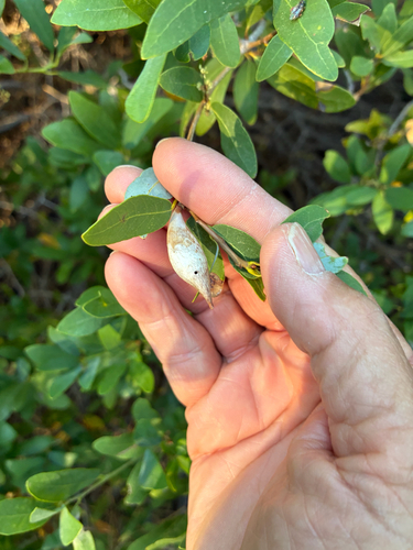 iNaturalist observation photo of Beaked Spindle Gall Wasp
