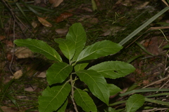 Claoxylon australe