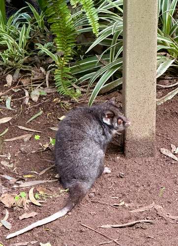 Eastern Ring-tailed Possum