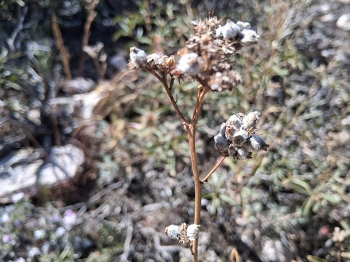 Eriodictyon trichocalyx, photograph 5