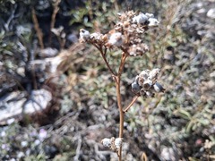 Eriodictyon trichocalyx, photograph author not stated, no rights reserved