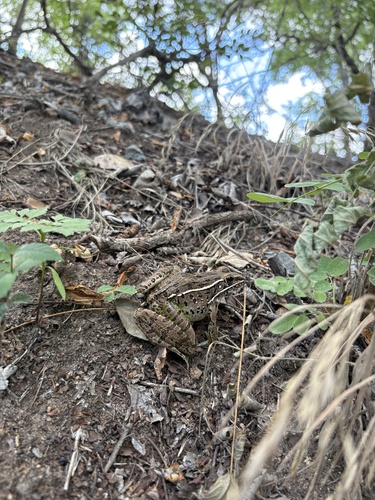 Plains Leopard Frog