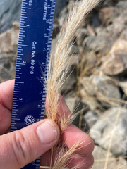 Pampas grass (Jarava)