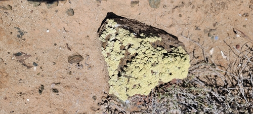 Soil Paint Lichen