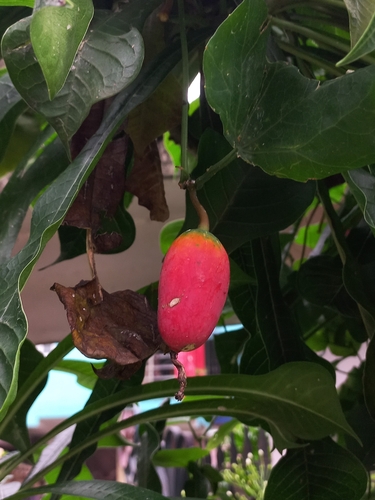 Ivy gourd