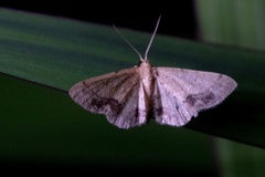 Idaea chotaria