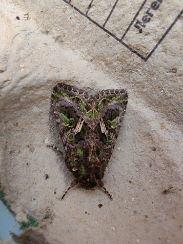 Orache Moth