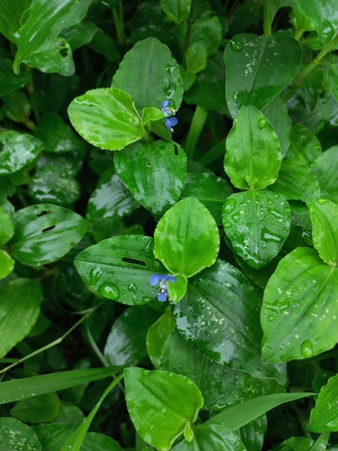 Benghal Dayflower