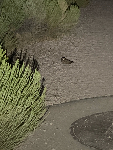 Common Poorwill observed by herperkid2