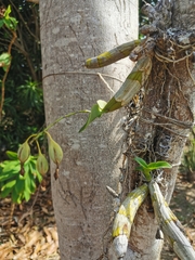 Caularthron bilamellatum