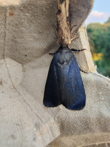 Amphipyra livida