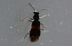 Anthocomus fasciatus