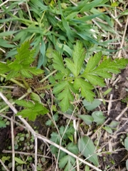 Geum vernum