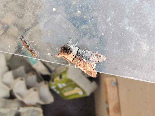 Poplar Kitten