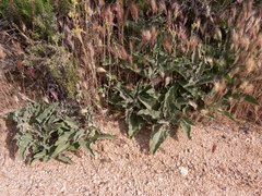Asclepias nyctaginifolia