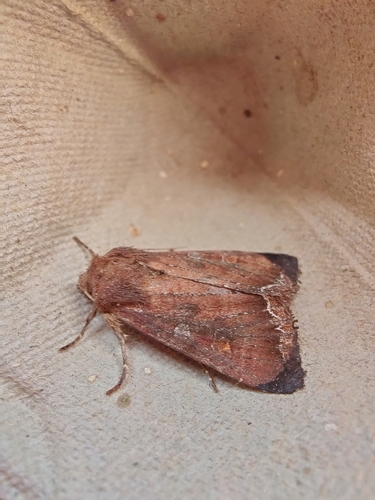 Bright-line Brown-eye