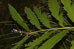 Alpinia caerulea