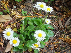 Bellis perennis
