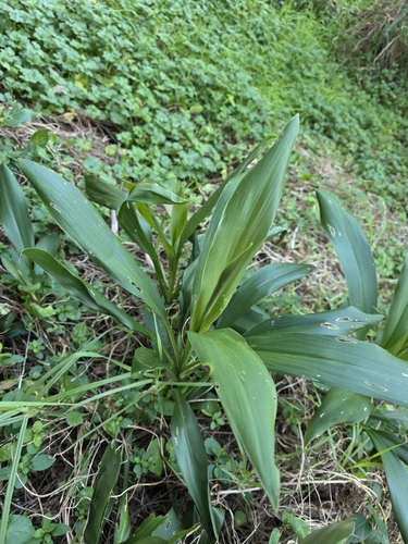 Cordyline rubra, photograph 3