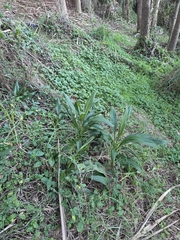 author not stated, no rights reserved Cordyline rubra, photograph author not stated, no rights reserved
