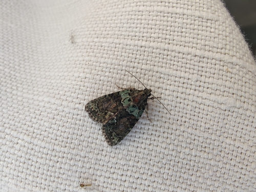 Tree-lichen Beauty