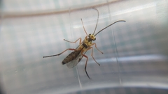 Syrphoctonus tarsatorius