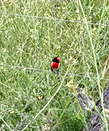 Red-capped Robin