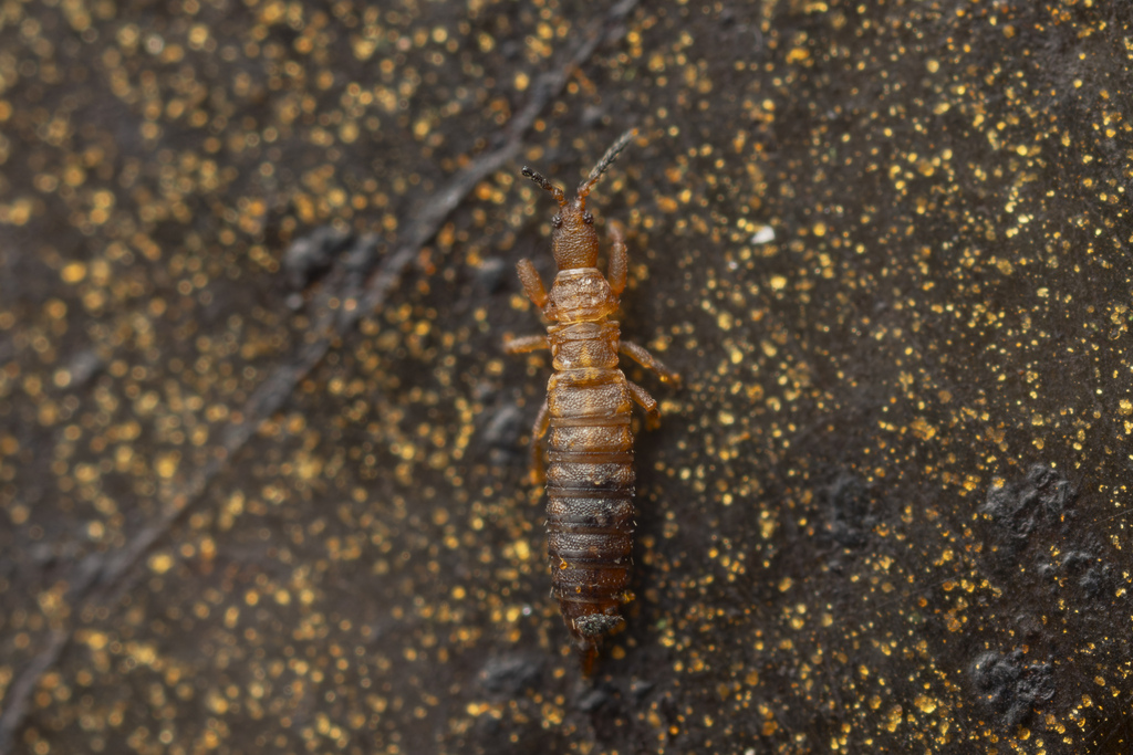Anaglyptothrips