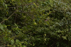 Citrus × taitensis