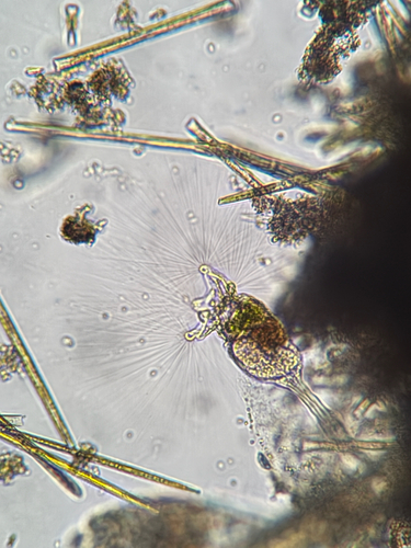 Collotheca ornata