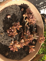 × Graptosedum