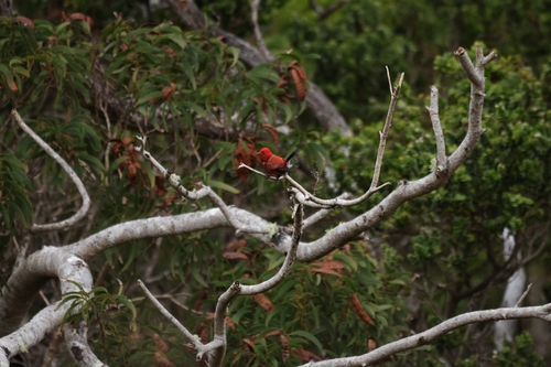 Himatione sanguinea observed 2026-07-11