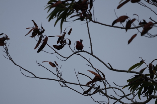 Himatione sanguinea observed 2026-07-11