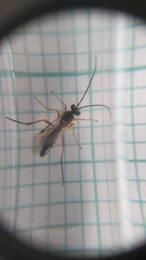 Syrphoctonus tarsatorius